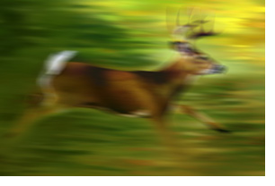 BlurDeer.jpg