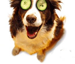 dogSpa.jpg