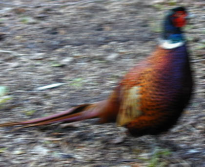 pheasantFuzz.jpg