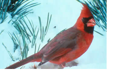 cardinal1.jpg