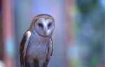 owl.jpg