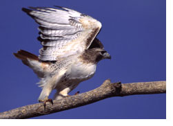 redTail.jpg