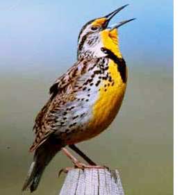 WesternMeadowlark.jpg