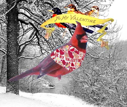 cardinal bird snow valentine with robins