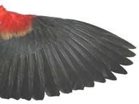 bird_wing.jpg
