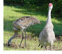 cranes_real.jpg