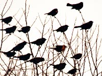 blackbirdsWindy.jpg