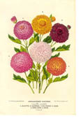 chrysan.jpg