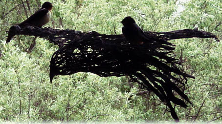 swallowsOnCrow.jpg