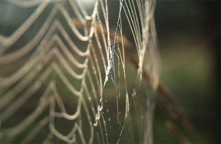 Nebraska_Spider_Web.jpg
