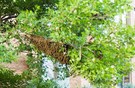 swarm of bees on tree limb