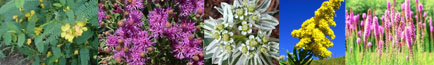flowerCollage.jpg