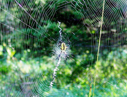 nebraska garden spide