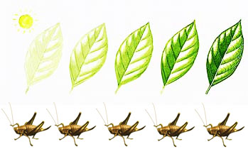 leaf_crickets.jpg