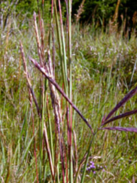 Nebraska prairie grasses