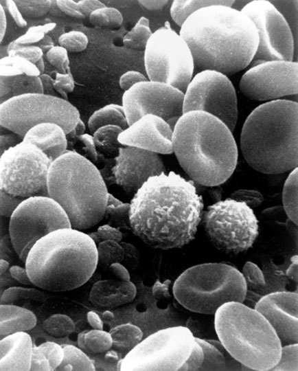normal blood under Scanning Electron Microscope