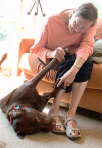 woman and Laborador dog playing