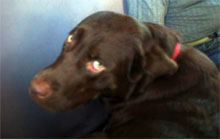Chocolate Retriever cute eyes