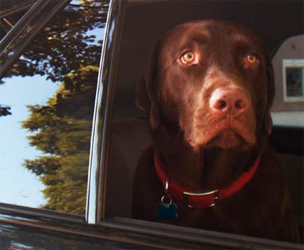 Alphie the Chocolate Labrador looks out the car window