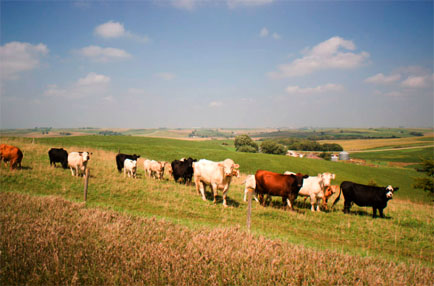 Iowa Cows Crawford County Dennison