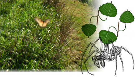 Monarch Butterfly in flight