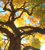 CottonwoodintheFall.jpg