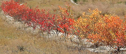 Fall-Shrub.jpg