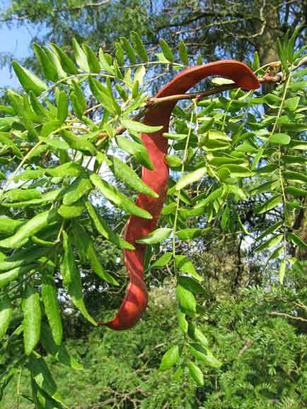 HoneyLocustSeedPod.jpg