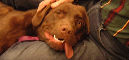 alphieTongue.png