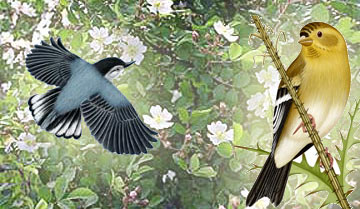 finch_nuthatch.jpg