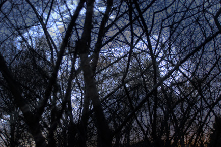 deer on Nebraska sky