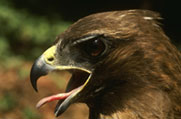 hawkTongue.jpg
