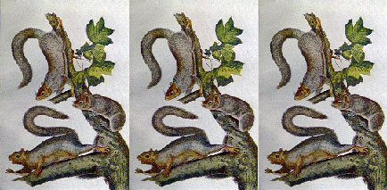 9squirells.jpg