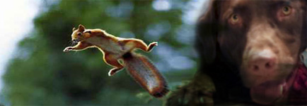 AlphieSquirrel.jpg