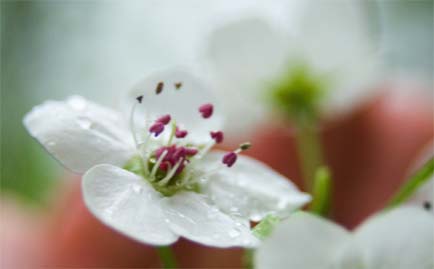 SpringBlossoms3.jpg