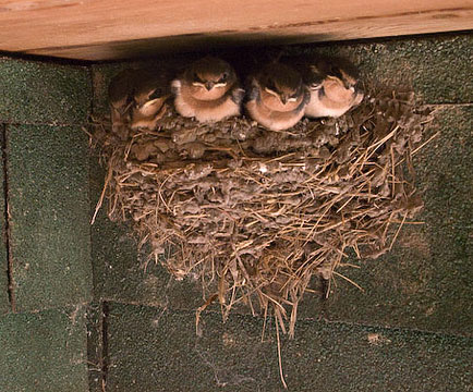 Swallows Nest with 5 birds