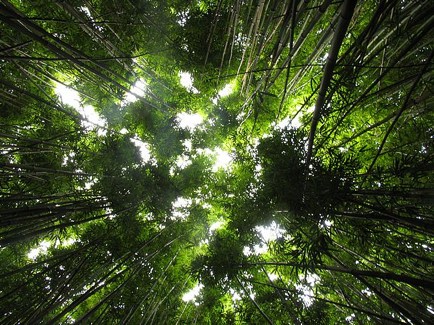 bamboojungleplants2