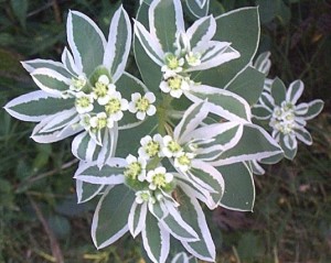 euphorbiam