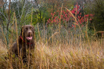 dsc_0612 chocolate lab fall nebraska hunting-dog
