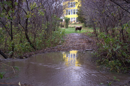 flooding-dog-in-reflection