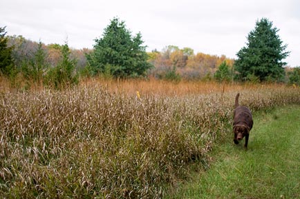nebraska_dog_hunting_labrador