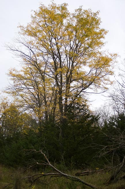 nebraska_fall_yellow_leaves