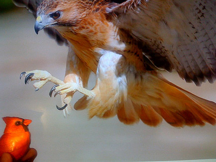 cardinal_hawk