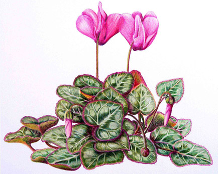 cyclamen