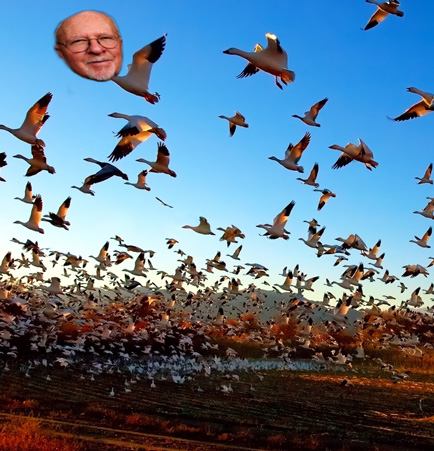 geese_migration_with_charle
