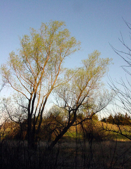 dawn_light_nebraska