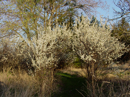 spring_in_nebraska