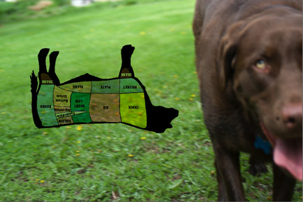 chocolate_lab_eats_steak