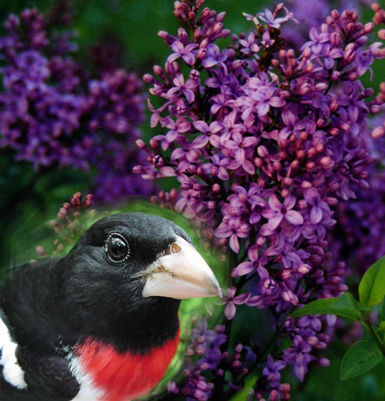 grosbeak_lilacs