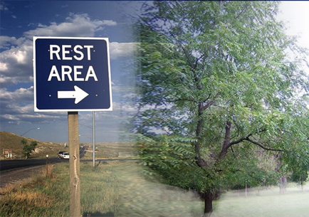 rest_area_walnut_tree